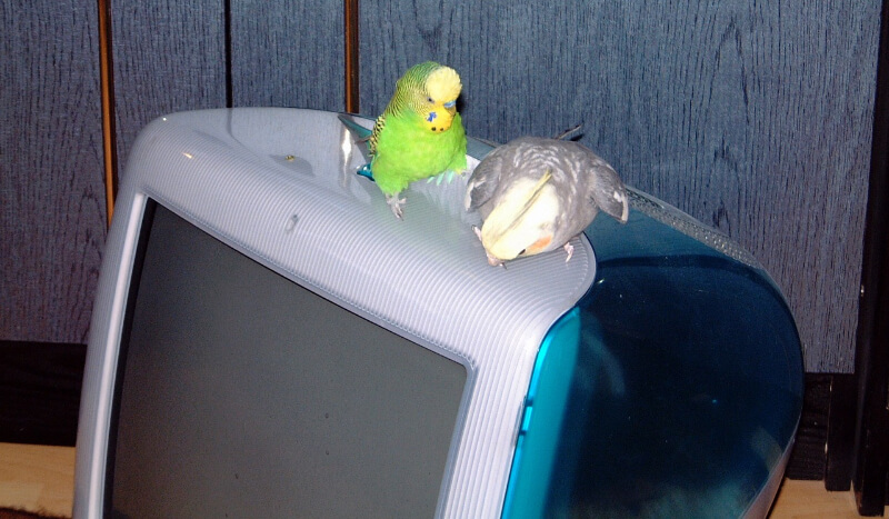 iMac G3 i papużki